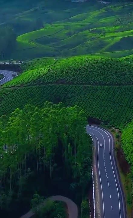 Munnar tea hills